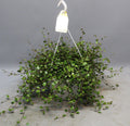 Muehlenbeckia 'WOLKJE DER LIEFDE' (wire vine) – Ø22 cm, 35 cm high