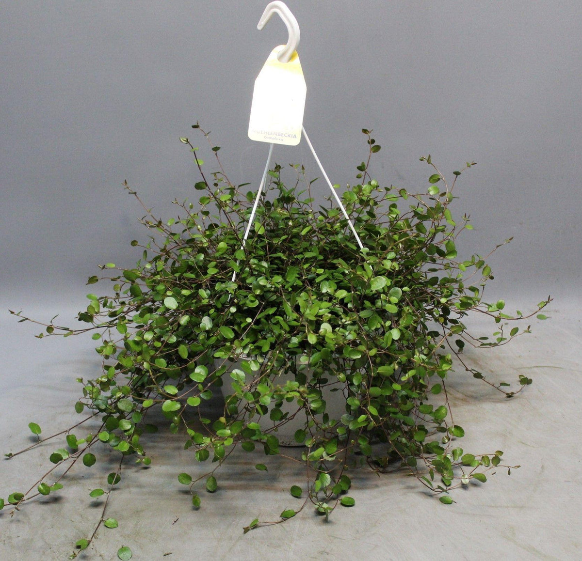 Muehlenbeckia 'WOLKJE DER LIEFDE' (wire vine) – Ø22 cm, 35 cm high