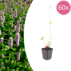 Persicaria aff. 'Superba' (Gewöhnlicher Ehrenpreis) – 60 Pflanzen, Ø9 cm, 10–25 cm hoch