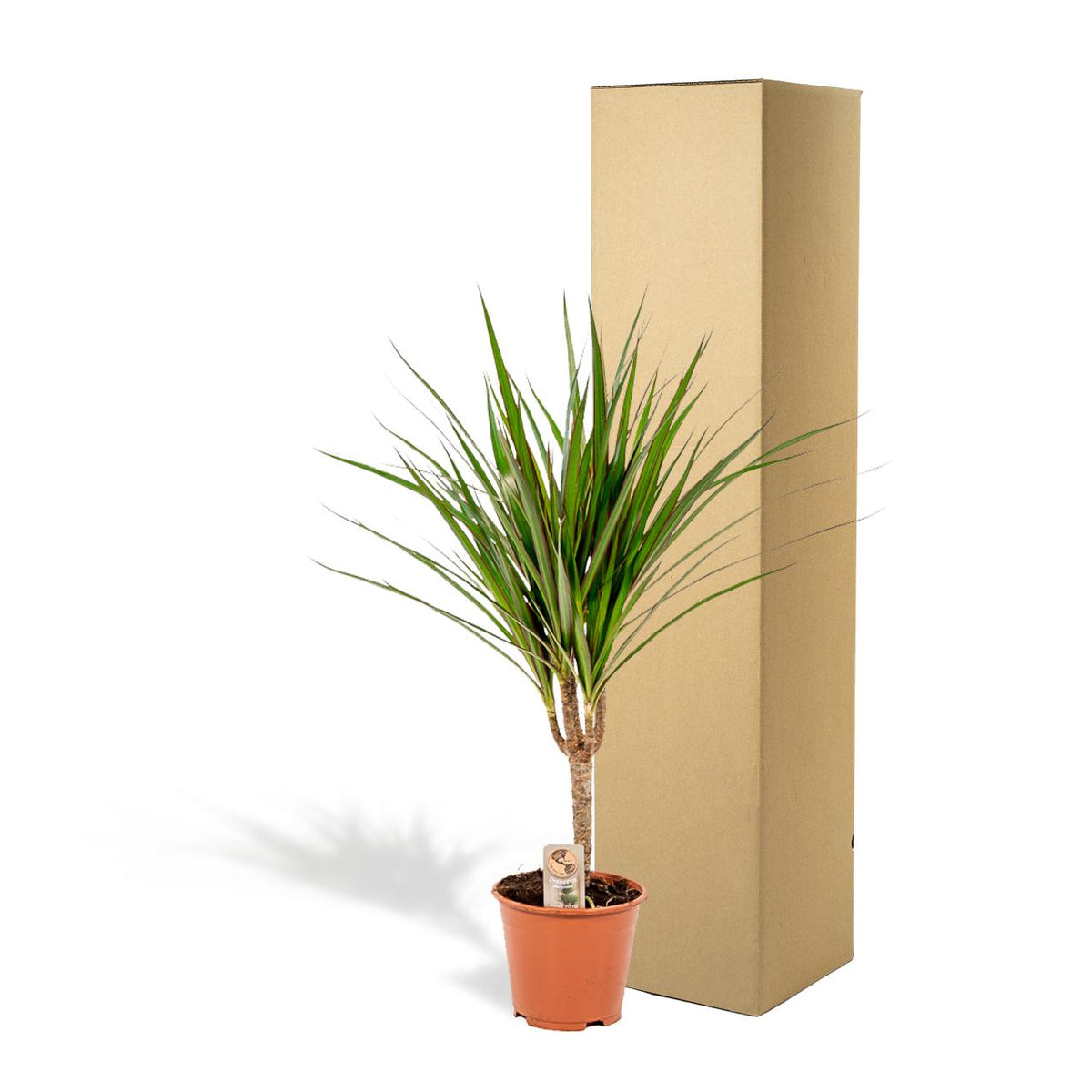 Dracaena marginata (Drachenbaum) – Ø 14 cm, 60 cm hoch