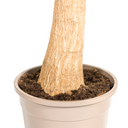 Beaucarnea recurvata Trunk (Elephant's Foot) – Ø24 cm, 80–100 cm high
