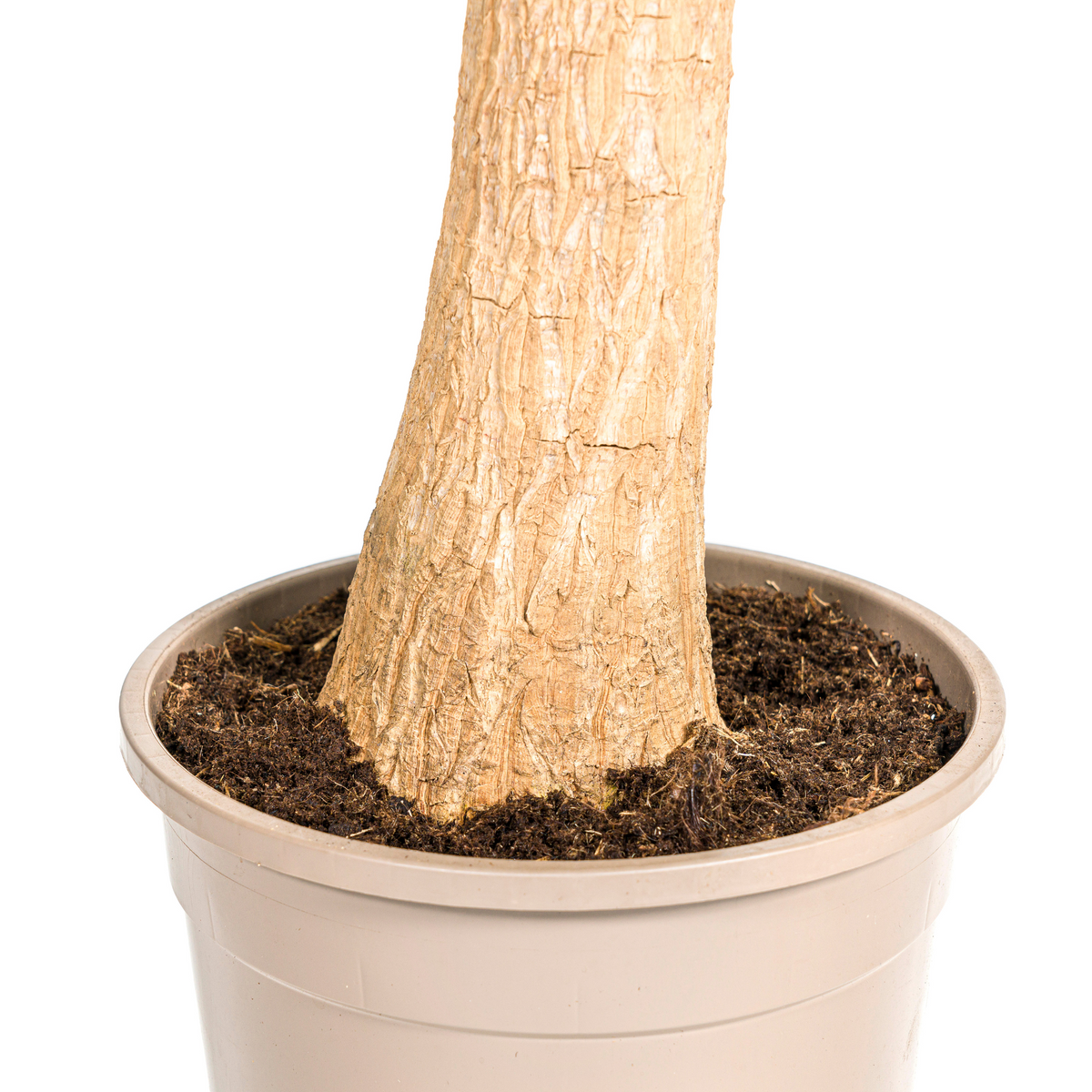 Beaucarnea recurvata Stam (olifantspoot) – Ø24 cm, 80–100 cm hoog