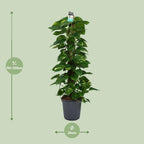 Epipremnum (scindapsus) – Ø24 cm, 120 cm høj