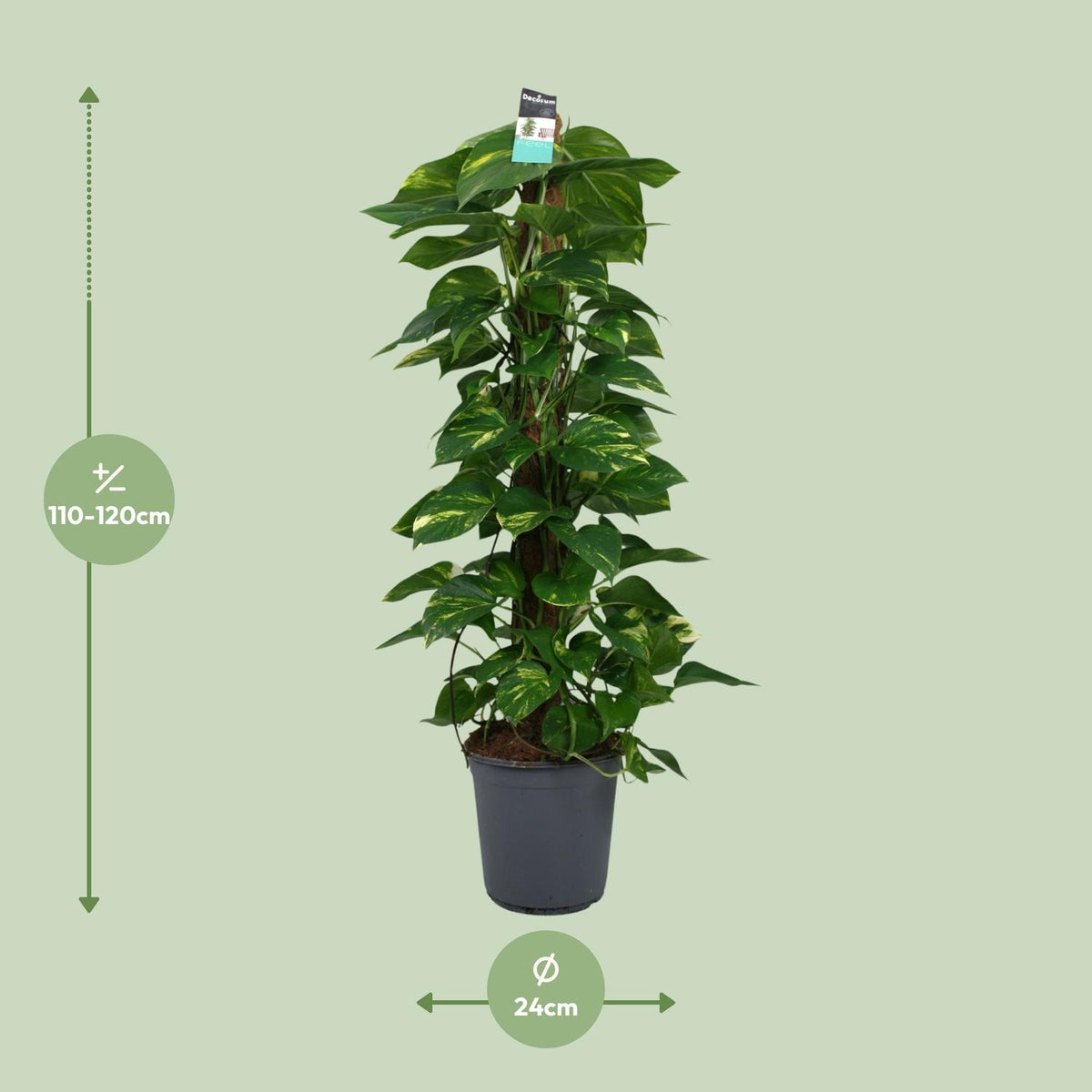 Epipremnum (scindapsus) – Ø24 cm, 120 cm hoog