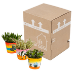 Crassula mix (jadeplant) – Ø11 cm, 21 cm hoog