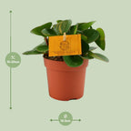 Peperomia Obtipan – Ø11 cm, 15 cm høj
