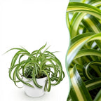 Chlorophytum comosum Bonnie (græsløg) i Potter-pyntekrukke hvid – Ø12 cm, 20 cm høj