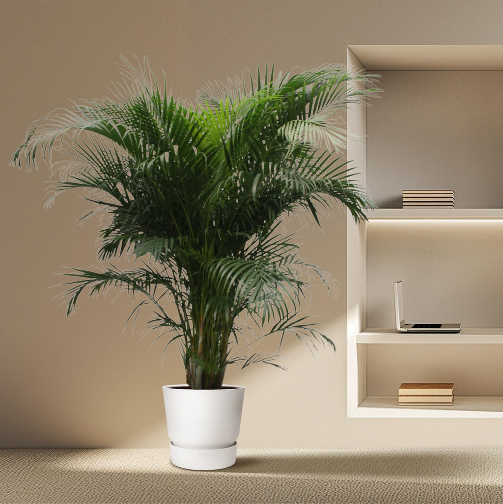 Areca-Palme (Dypsis) – Ø 40 cm, 230 cm hoch