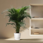 Areca-Palme (Dypsis) – Ø 40 cm, 230 cm hoch