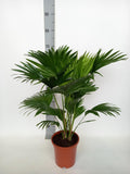 Livistona Rotundifolia (palmier éventail) – Ø17 cm, 70 cm de haut