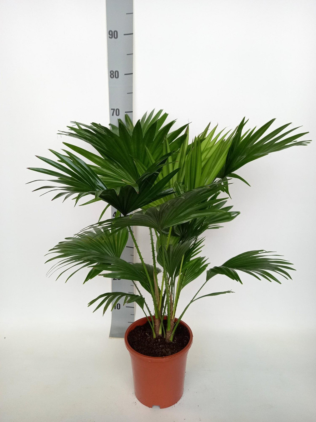 Livistona Rotundifolia (Fächerpalme) – Ø17 cm, 70 cm hoch