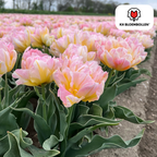 Tulp 'Password' – 20 bloembollen (bolmaat 11/12)