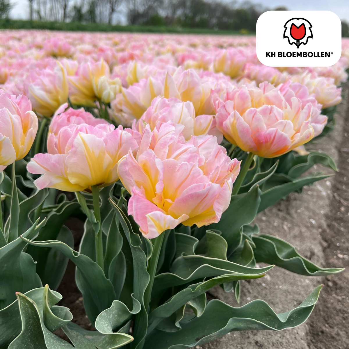 Tulp 'Password' – 20 bloembollen (bolmaat 11/12)