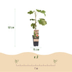 Ficus carica 'Brown Turkey' (fig tree) – 2 plants, Ø15 cm, 50 cm high