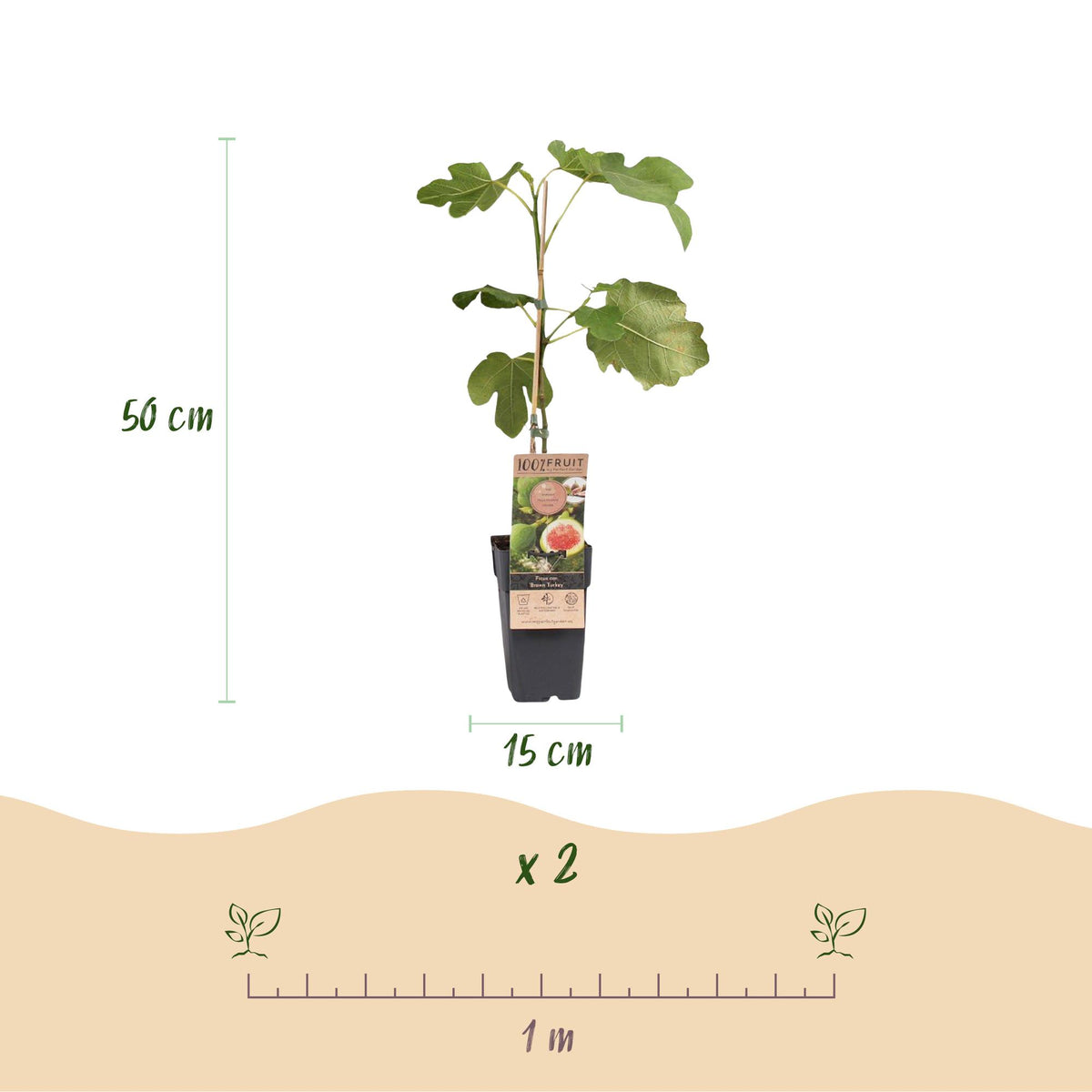 Ficus carica 'Brown Turkey' (figen) – 2 planter, Ø15 cm, 50 cm høje – billede 3