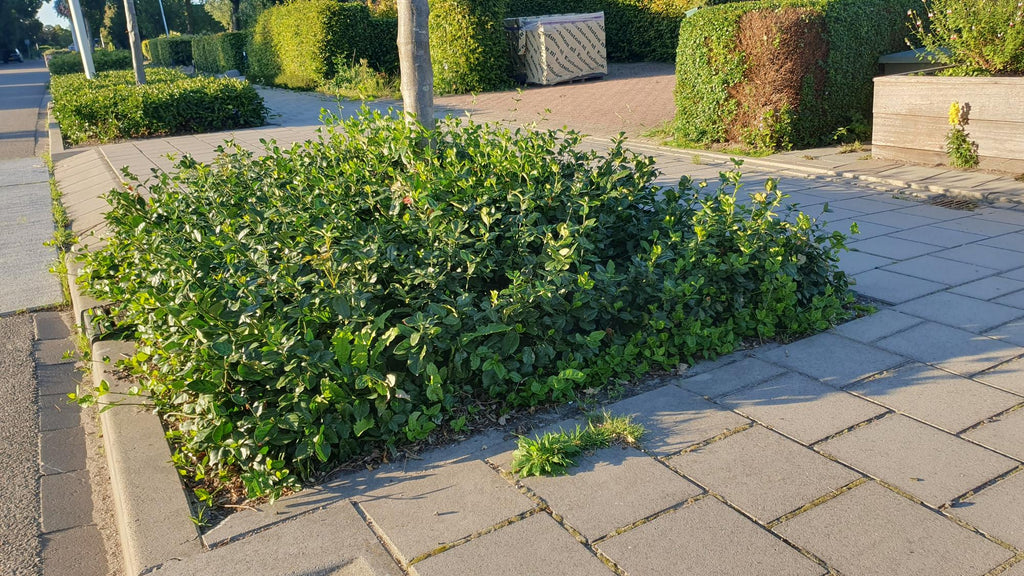 Euonymus fort. 'Coloratus' (burning bush) – 6 plants, Ø9 cm, 10–25 cm high – photo 6