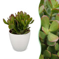 6× Crassula ovata (plante jade) en pot blanc – Ø12 cm, 16 cm de haut