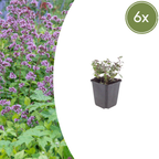 Origanum laevigatum 'Herrenhausen' (origan) – 6 plantes, Ø9 cm, 10–25 cm de haut