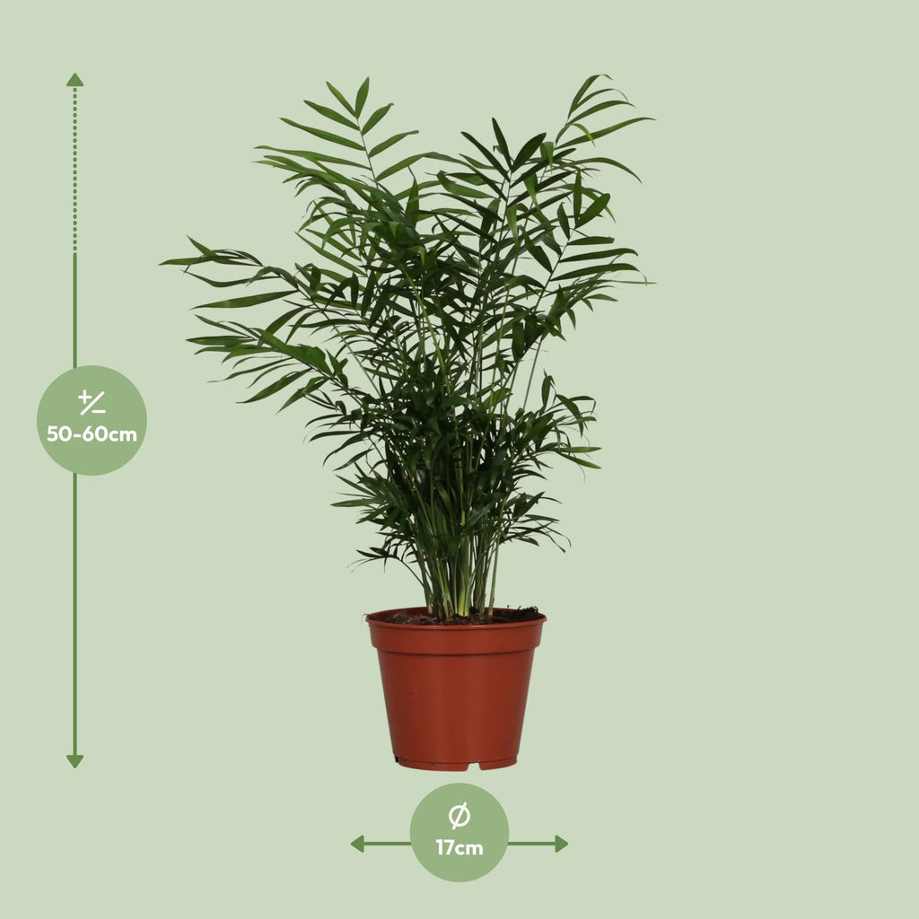 Chamaedorea elegans (bergpalm) – Ø17 cm, 55 cm hoog