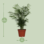 Chamaedorea elegans (bergpalm) – Ø17 cm, 55 cm hoog