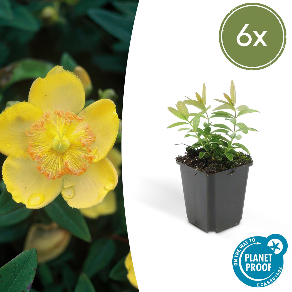 Hypericum calycinum (Schmalblättriger Johanniskraut) – 6 Pflanzen, Ø9 cm, 10–25 cm hoch