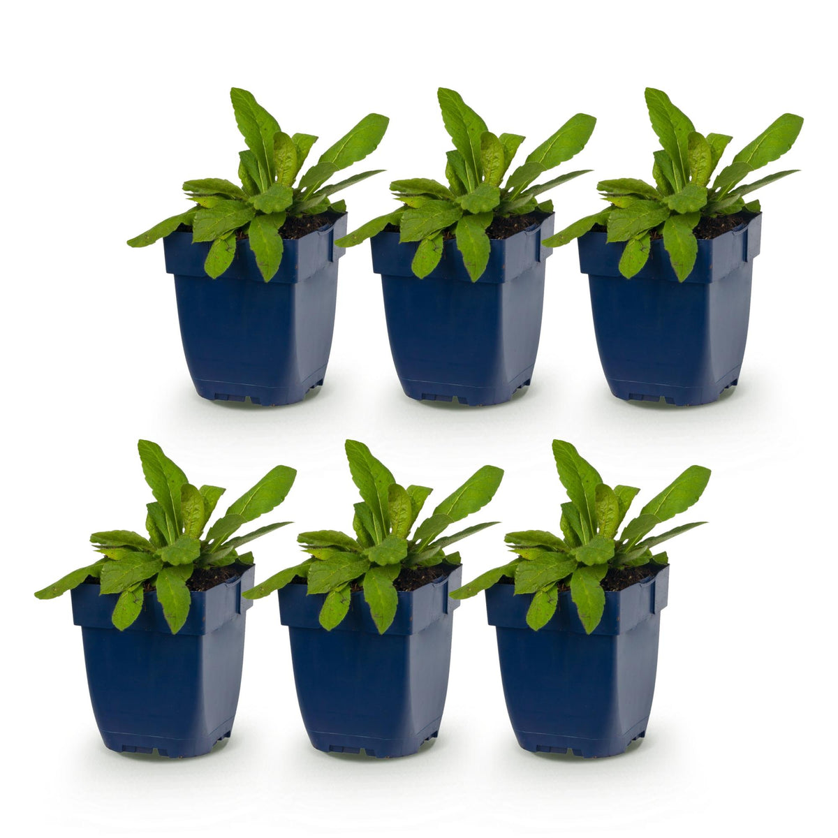 Knautia macedonica (beemdkroon) – donkerrood – 6 planten, Ø11 cm, 15–25 cm hoog