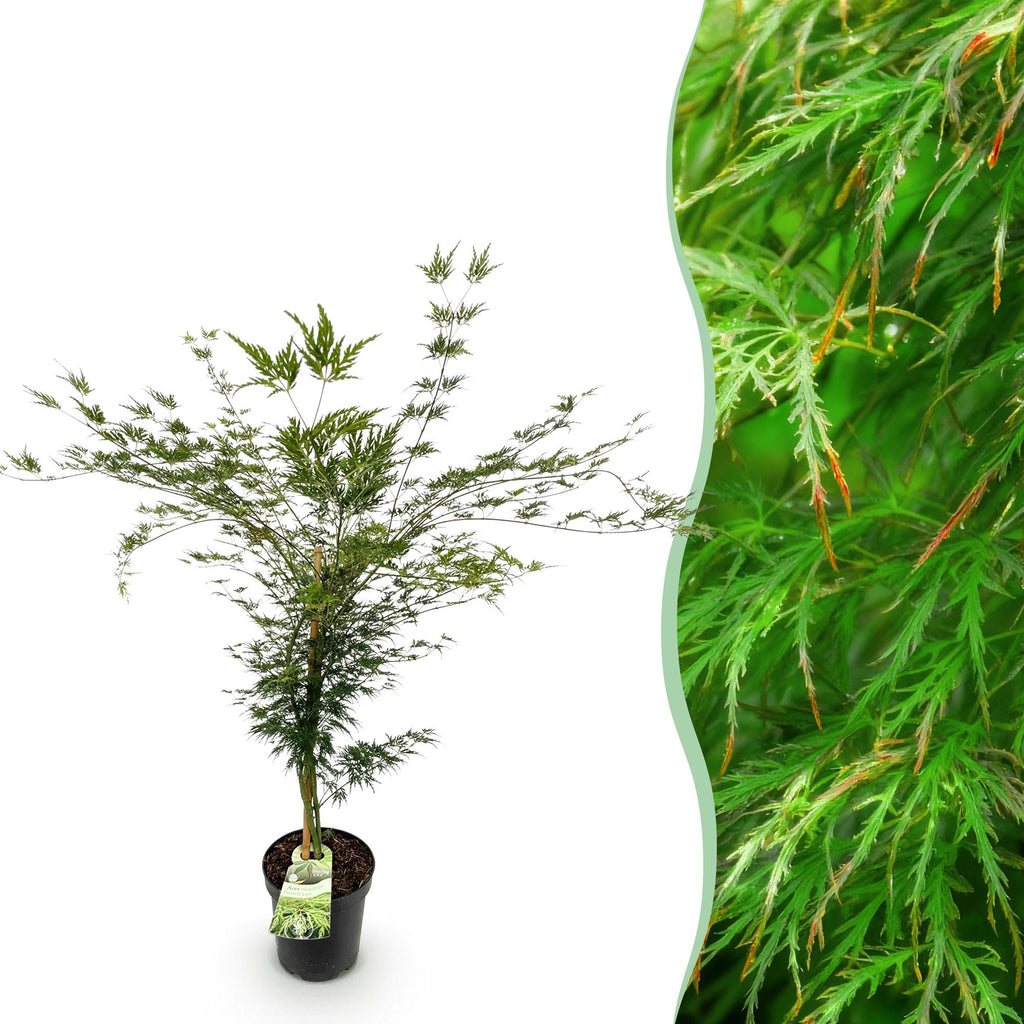 Acer palmatum 'Emerald Lace' (Japanse esdoorn) – Ø26 cm, 90 cm hoog