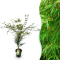 Acer palmatum 'Emerald Lace' (Japanse esdoorn) – Ø26 cm, 90 cm hoog