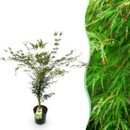 Acer palmatum 'Emerald Lace' (Japanse esdoorn) – Ø26 cm, 90 cm hoog