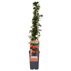 Pyracantha 'Orange Glow' (firethorn) – Ø15 cm, 65 cm high