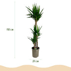 Yucca elephantipes – Ø 27 cm, 170 cm hoch