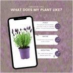 Lavandula stoechas 'Anouk' (lavender) – 24 plants, Ø12 cm, 25 cm high