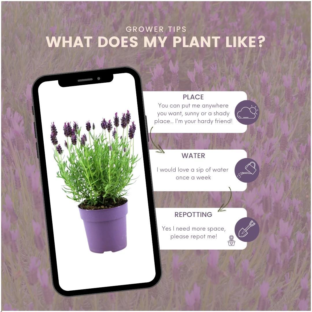 Lavandula stoechas 'Anouk' (lavender) – 24 plants, Ø12 cm, 25 cm high – photo 5
