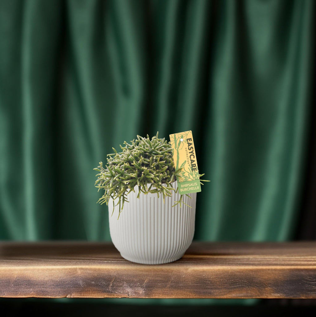 Rhipsalis Burchellii (koral-kaktus) – Ø12 cm, 15 cm høj