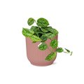Scindapsus pictus ‘Argyraeus’ i ELHO Vibes Fold 14 cm pink – 20 cm høj