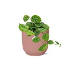 Scindapsus pictus ‘Argyraeus’ i ELHO Vibes Fold 14 cm pink – 20 cm høj