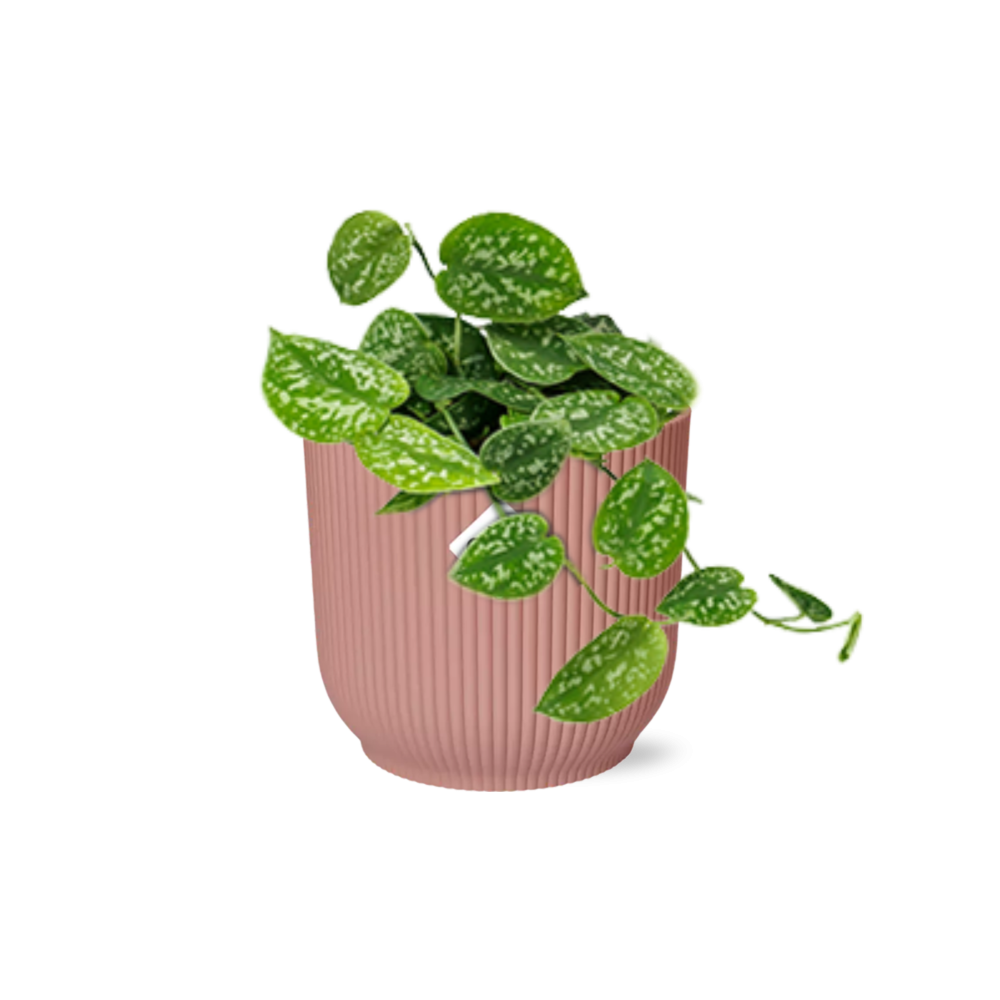 Scindapsus pictus ‘Argyraeus’ i ELHO Vibes Fold 14 cm pink – 20 cm høj
