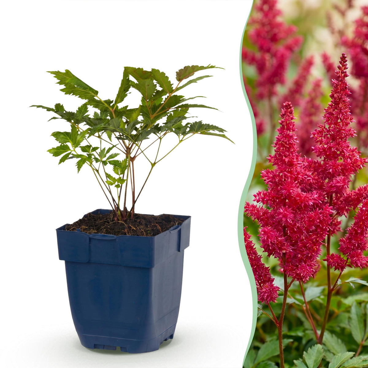 Astilbe 'Fanal' (Fächerflatterblume) – rot – 6 Pflanzen, Ø11 cm, 15–25 cm hoch