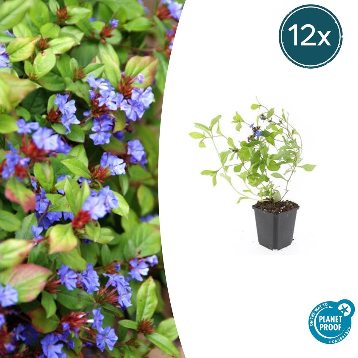 Ceratostigma plumbaginoides (loodkruid) – 12 planten, Ø9 cm, 10–25 cm hoog