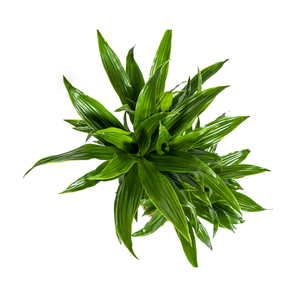 Dracaena Deremensis Green Jewel (arbre dragonnier) – Ø19 cm, 70–90 cm de haut