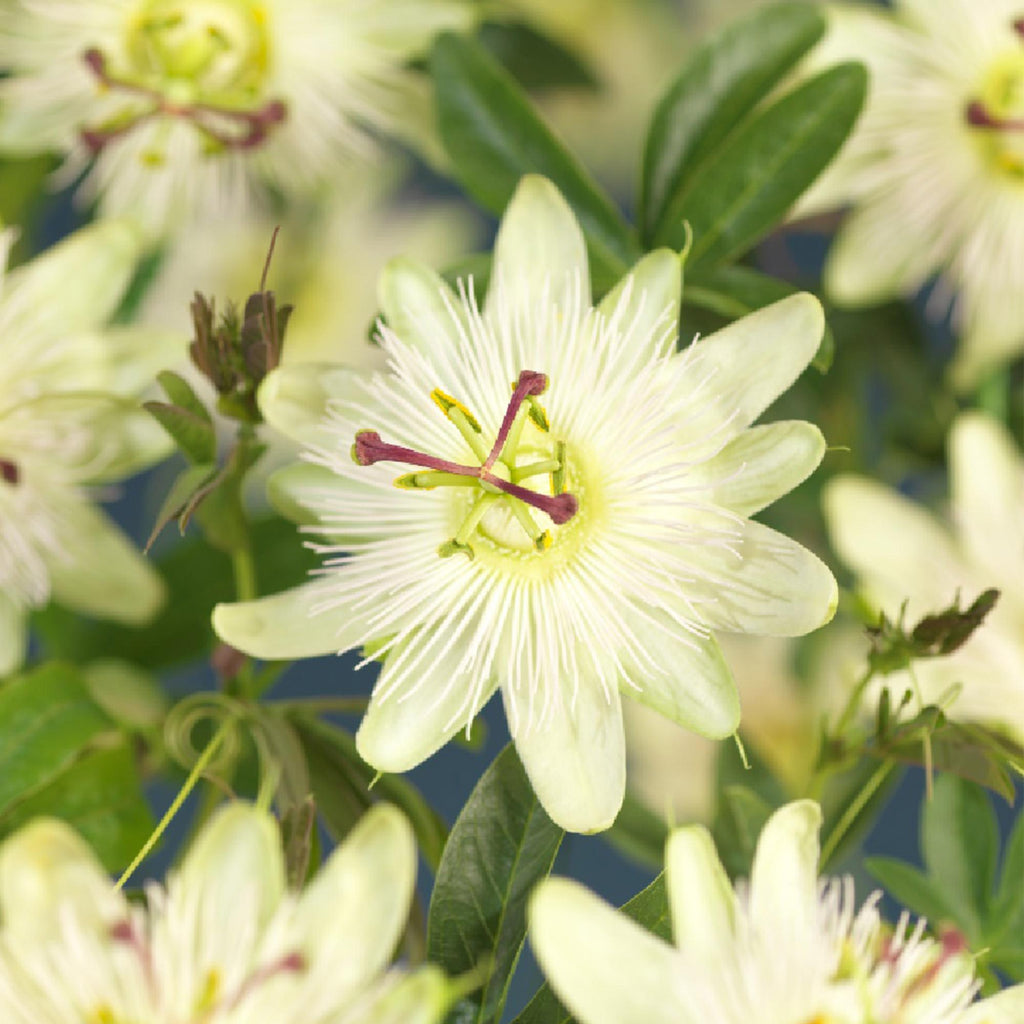Passiflora 'Avalanche' (Passionsblume) – weiß – 2 Pflanzen, Ø 11 cm, 40 cm hoch – Bild 4
