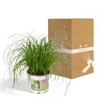Cyperus alternifolius (cyperusgræs) – Ø12 cm, 20 cm høj