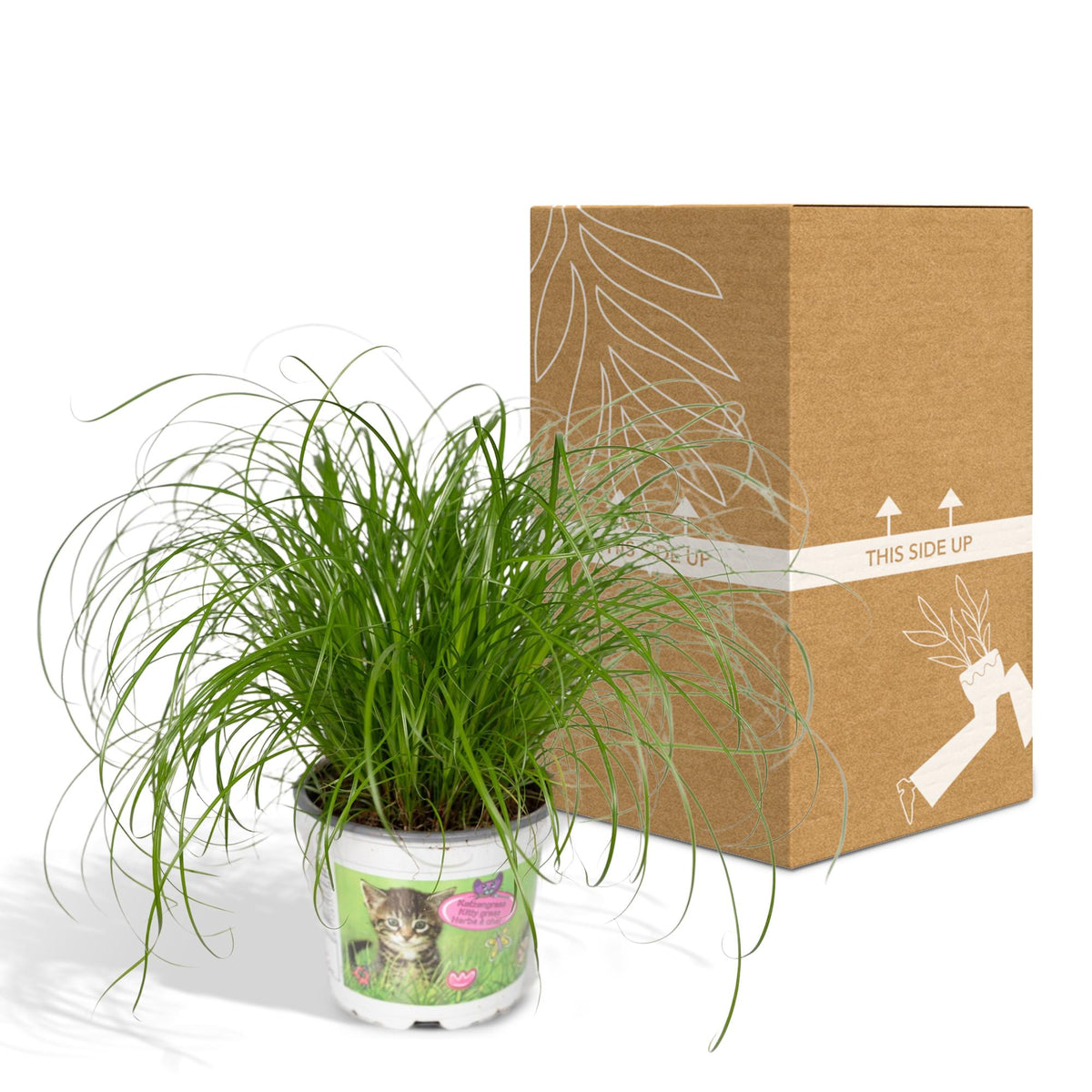 Cyperus alternifolius (cyperusgræs) – Ø12 cm, 20 cm høj