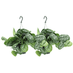 2× Scindapsus pictus Trebie (Epipremnum) – Ø15 cm, 25 cm høj