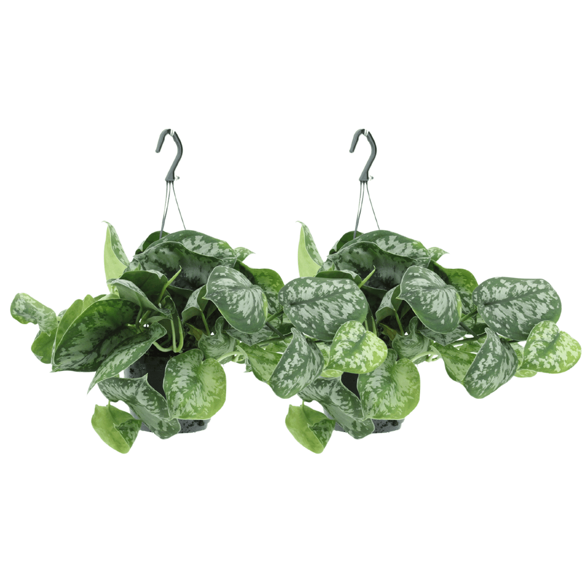 2× Scindapsus pictus Trebie (Epipremnum) – Ø15 cm, 25 cm høj