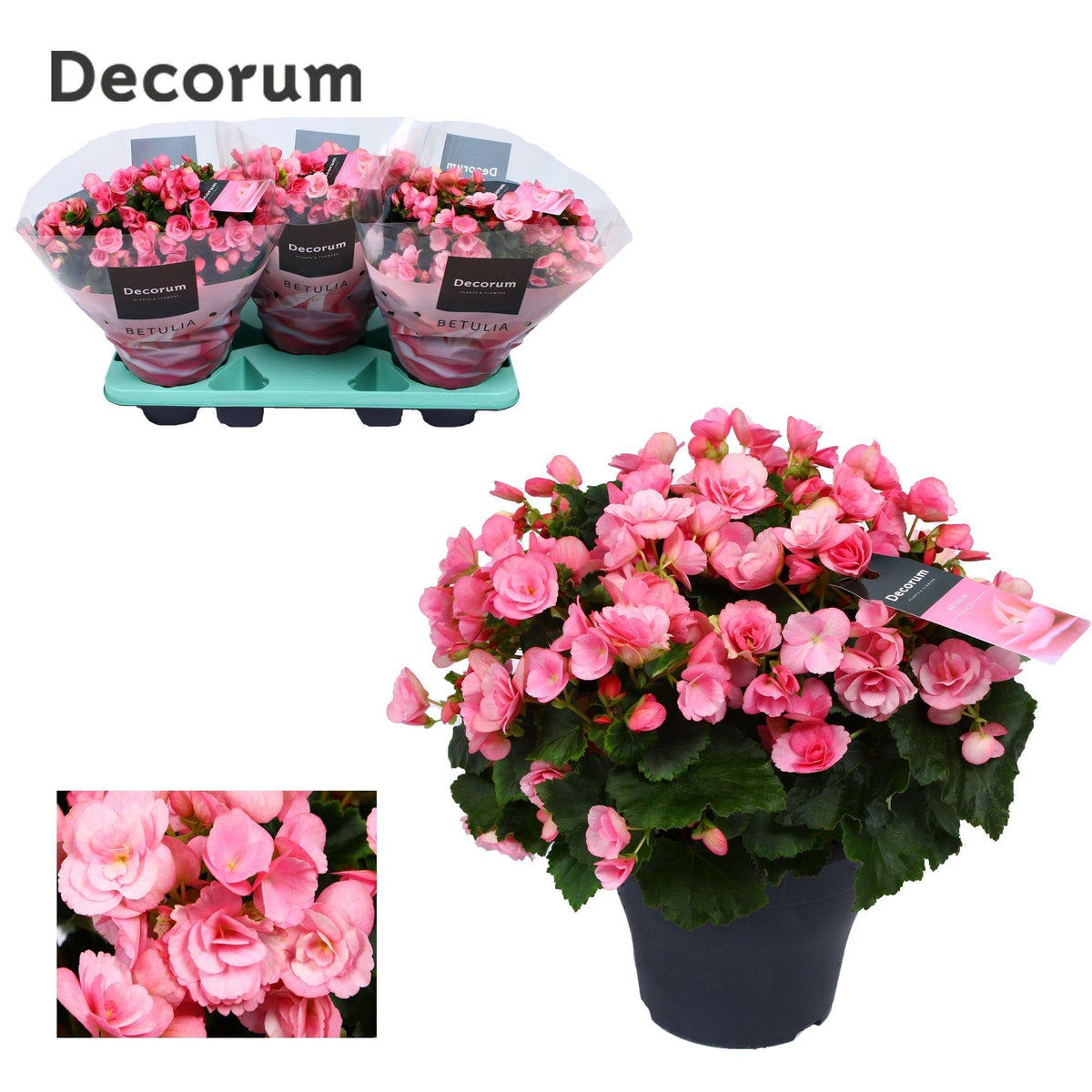 Begonia 'Betulia Candy Decorum' – Ø19 cm, 35 cm hoog