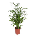 Chamaedorea Seifrizii (bergpalm) – Ø27 cm, 140 cm hoog