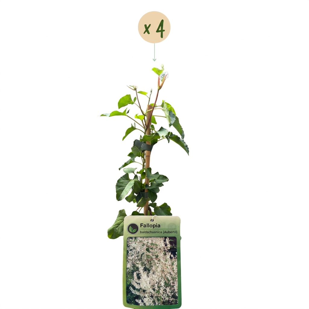 Fallopia aubertii (bruidssluierplant) – wit – 4 planten, Ø9 cm, 35 cm hoog