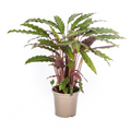 Calathea Rufibarba – Ø17 cm, 40–50 cm høj