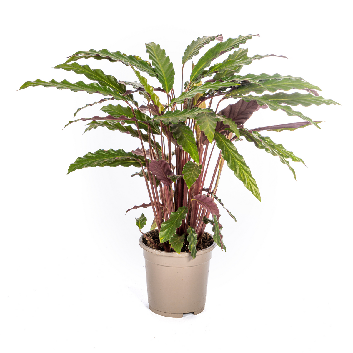 Calathea Rufibarba – Ø17 cm, 40–50 cm de haut